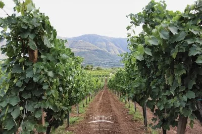 Thumbnail Circuit viticole classique à la Masseria Vigne Vecchie