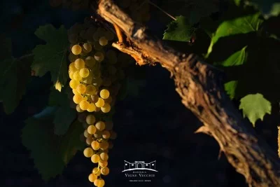 Thumbnail Goldene Weinprobe in der Masseria Vigne Vecchie