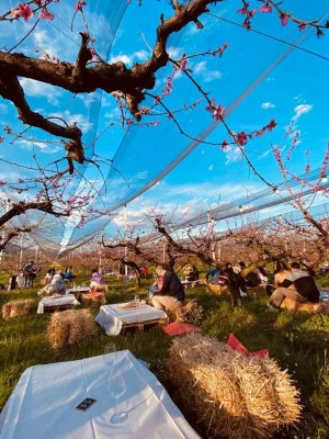 Thumbnail Cata de vinos entre los viñedos y melocotones de la granja de Gianluca Fugolo