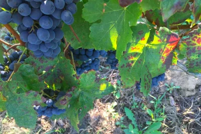 Thumbnail for Hike e Wine: Scopri il Roero da Malabaila