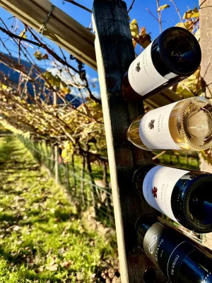 Thumbnail Cata de vinos de la Línea Clásica en la Bodega Devigili