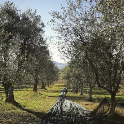Thumbnail for Paseo entre olivos y cata de aceite de oliva en Azienda Agricola Invidia