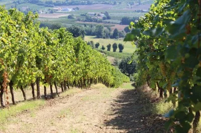 Thumbnail Typische Weinprobe aus der Romagna im Weingut La Casetta