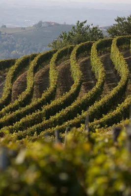 Thumbnail Entdecke Dogliani und die Gebiete der Alta Langa auf dem Weingut von Eraldo Revelli