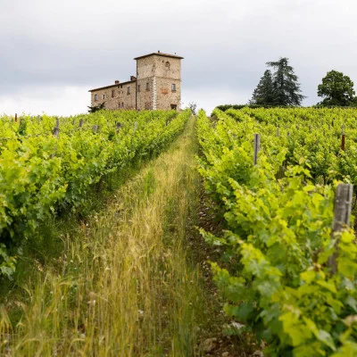 Thumbnail Private Viticola-Tour &amp; Weinprobe im Castello di Meleto in Chianti Classico