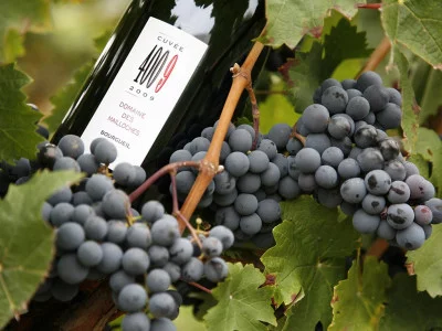 Thumbnail Wine Tour privato della Valle della Loira da Tours: cantine familiari, Chinon, Vouvray, Bourgueil