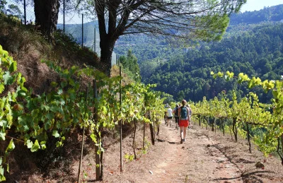 Thumbnail Weintour und Weinprobe auf der Quinta de Escomoeiras