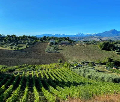 Thumbnail Dégustation de vin de réserve à Vigneti Vallorani