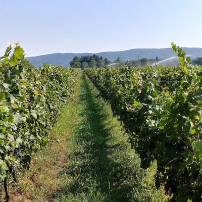 Thumbnail Dégustation de vin naturel à la Cantina Turus à Gorizia