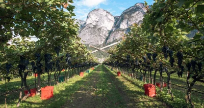 Thumbnail Scoperta delle pergole del Trentino: Wine Tour e degustazione di vini presso la cantina Devigili