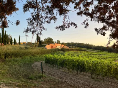 Thumbnail Entdeckung des Weinbergs und des Weinguts Fattoria Fibbiano mit Weinprobe