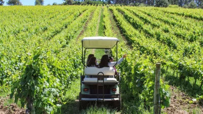 Thumbnail Promenade en buggy à travers les vignobles et visite avec dégustation de vin à la Casa Santos Lima