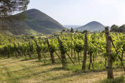 Thumbnail Wein- und Olivenöltour in den Euganeischen Hügeln ab Abano oder Montegrotto