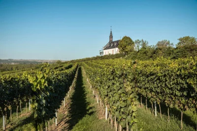 Thumbnail for Paseo guiado y cata de vinos en Weingut Klosterhof
