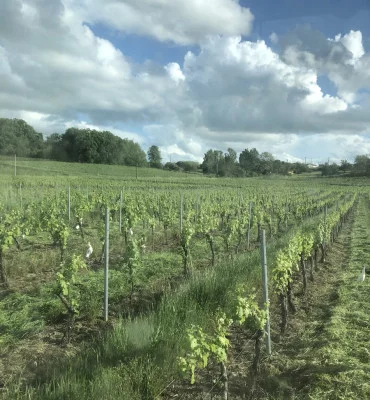 Thumbnail Besuch des Weinguts &amp; Weinprobe in Gaillac auf der Domaine des Ardurels