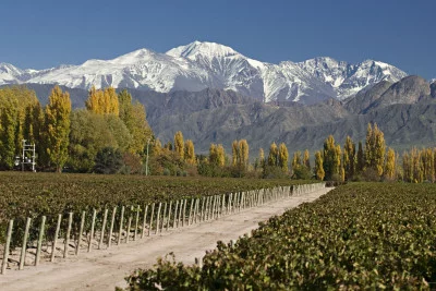 Thumbnail Cata de vinos y Almuerzo: Saboreando el Valle de Uco, desde Mendoza