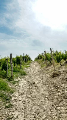 Thumbnail Dégustation de vin et visite des vignobles héroïques de l'Azienda Agricola 499 dans les Langhe