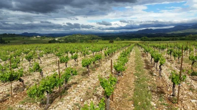 Thumbnail Visit and Wine Tasting at Château Capion in Terrasses du Larzac
