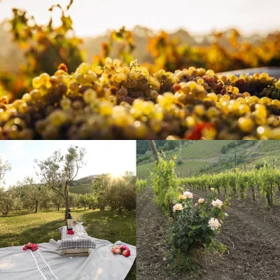 Thumbnail Aperitivo & Wine tasting in the vineyard of Cantina Sacco