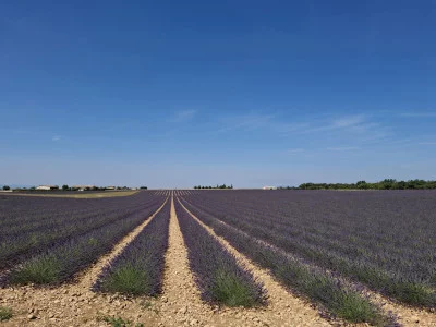 Thumbnail Taste of Provence: Lavender, Olive Oil & Wine Tour from Marseille or Aix-en-Provence