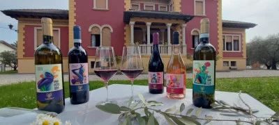 Thumbnail Cata de vinos para descubrir la historia y las tradiciones del Lago de Garda en Villa Meneghello