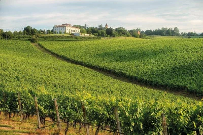 Thumbnail Viñedo de Bolonia Vista: Wine experience de lujo en Villa degli Olmi