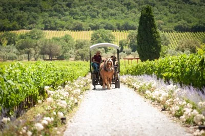 Thumbnail Horse Carriage wine tour and tasting at Casadei Estate